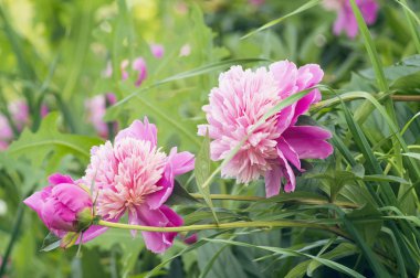 Fotoğraflar güzel pembe Şakayık çiçekleri. Seçici odak.