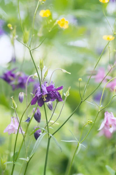 Une Photo Fleurs Aquilegia Roses Dans Jardin Noms Communs Aquilegia — Photo