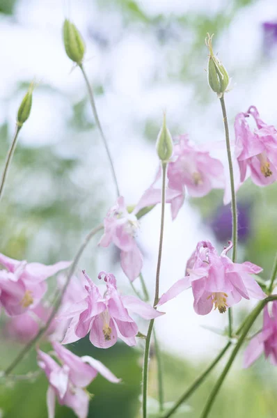 Μια Φωτογραφία Από Aquilegia Ροζ Άνθη Έναν Κήπο Κοινά Ονόματα — Φωτογραφία Αρχείου