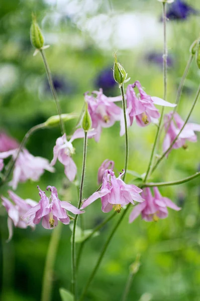 Uma Foto Flores Aquilegia Rosa Jardim Nomes Comuns Aquilegia Capota — Fotografia de Stock