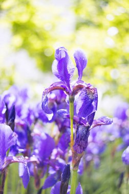 Fotoğraf bir bahçe güzel Sibirya Iris çiçek dolu. Seçici odak.