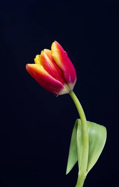 Krásný Jeden Tulipán Kapky Vody — Stock fotografie