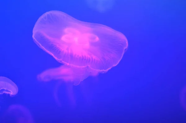 Medusas rosadas brillantes en agua azul — Foto de Stock