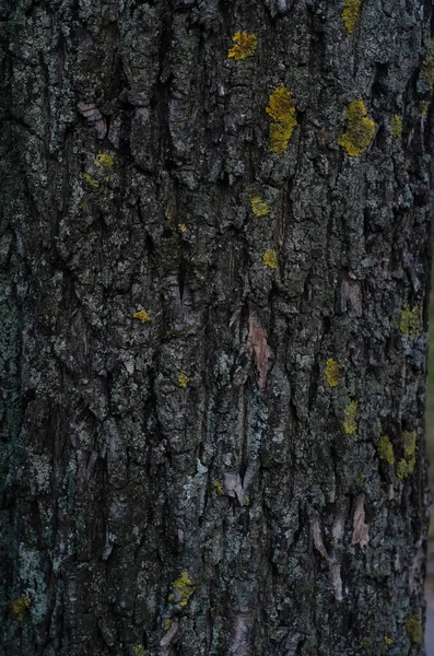 Кора старого дерева покрита мохом — стокове фото