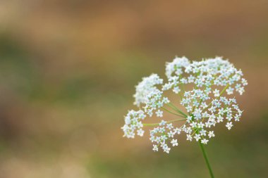 Birçok beyaz küçük çiçek