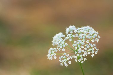 Birçok beyaz küçük çiçek