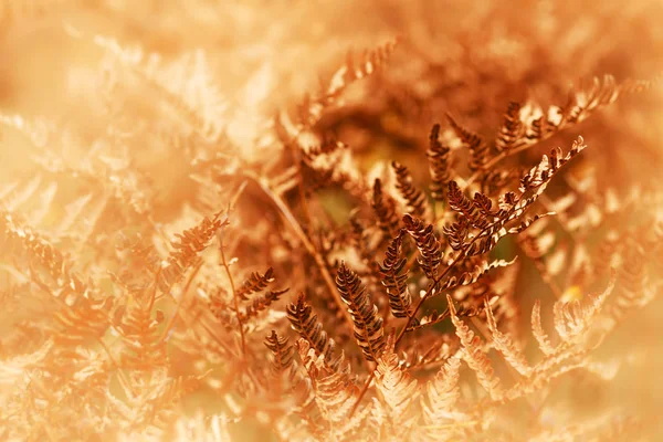 Gouden herfst fern — Stockfoto