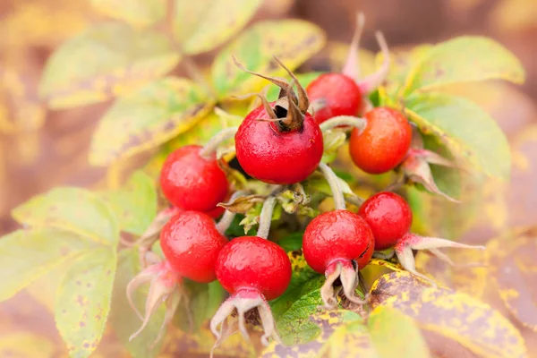 Rose hips — Stock Photo, Image