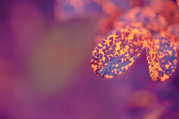 Leaves of wild rose — Stock Photo, Image