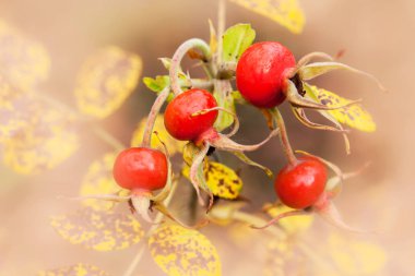 Rose HIPS