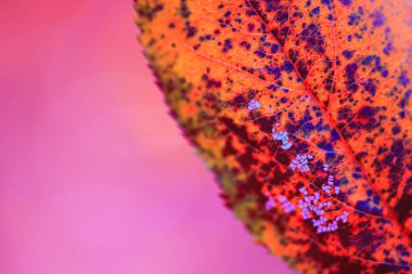 Kırmızı vintage levha büyük