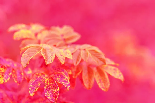 Rood met paarse blad kleur — Stockfoto