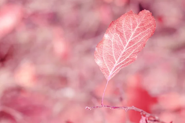 Hoja seca de otoño es grande — Foto de Stock