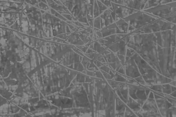 灰色暗い放棄された森 — ストック写真
