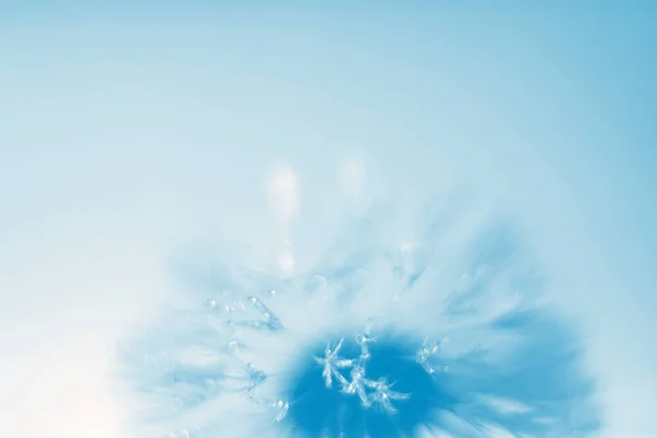 Cielo con flor de diente de león — Foto de Stock