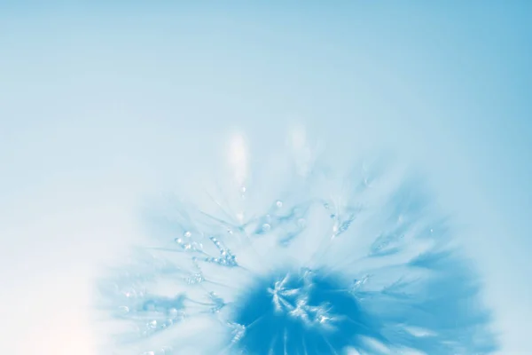Небо с цветком одуванчика — стоковое фото
