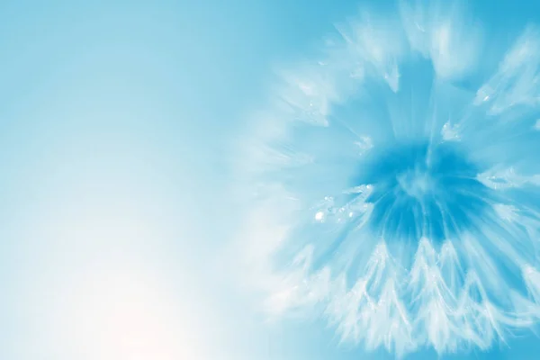 Céu com flor de dente de leão — Fotografia de Stock