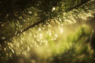 Güzel bokeh 'li şenlikli bir arka plan.