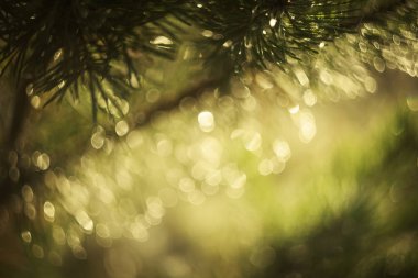 Güzel bokeh 'li şenlikli bir arka plan.