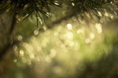 Güzel bokeh 'li şenlikli bir arka plan.