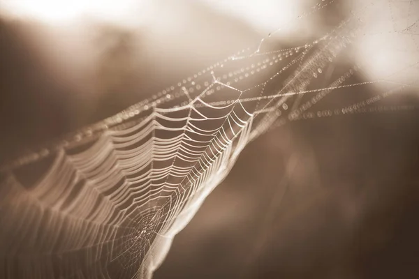 Güzel bokeh ve örümcek ağlarıyla klasik arkaplan. — Stok fotoğraf