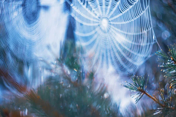 Fond du matin avec de beaux bokeh et toiles d'araignée . — Photo