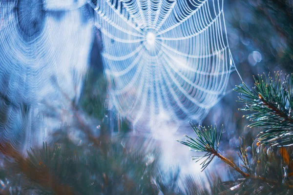 美しいですbokehとクモの巣と朝の背景. — ストック写真