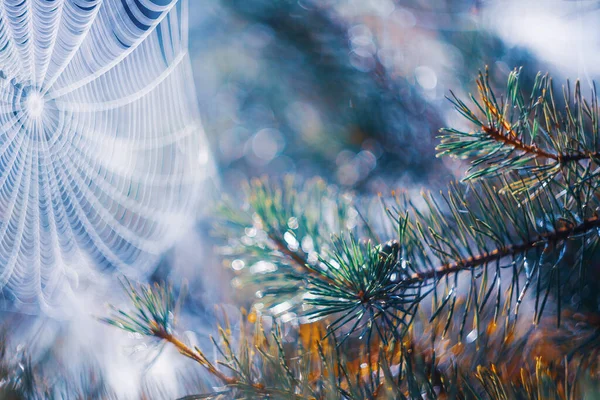 Fond du matin avec de beaux bokeh et toiles d'araignée . — Photo