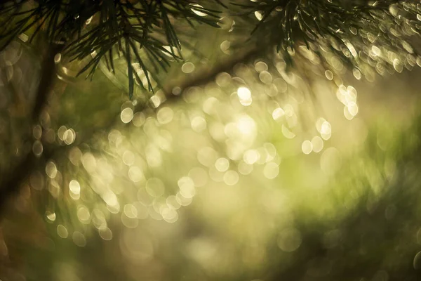 Güzel bokeh 'li şenlikli bir arka plan.