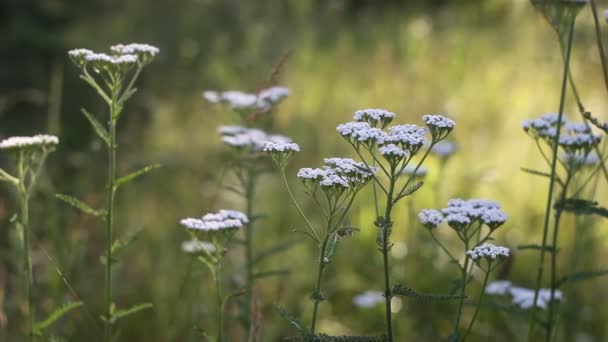 Streszczenie Naturalny Zielony Botaniczny Park Miejski Tło — Wideo stockowe