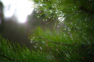 Orman yeşili kozalaklı, parlak renkli, yakın plan..