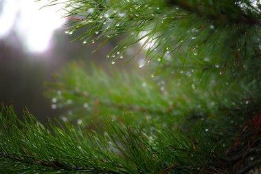 Orman yeşili kozalaklı, parlak renkli, yakın plan..