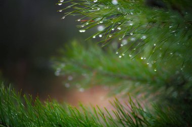 Orman yeşili kozalaklı, parlak renkli, yakın plan..