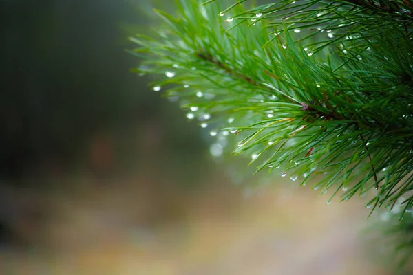 Floresta Paisagem Conífera Verde Com Cores Brilhantes Cor Close — Fotografia de Stock