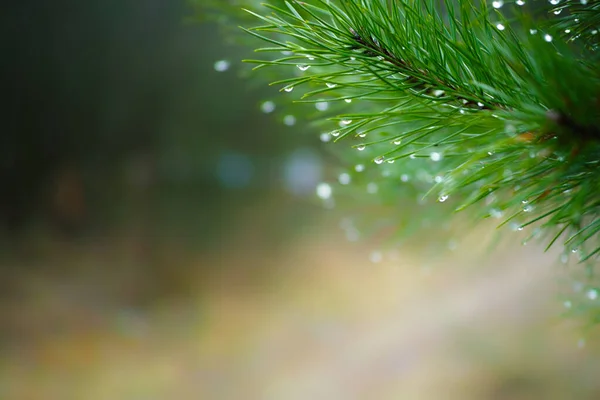 Bosgroen Naaldgroen Landschap Met Felle Kleuren Van Kleur Close — Stockfoto