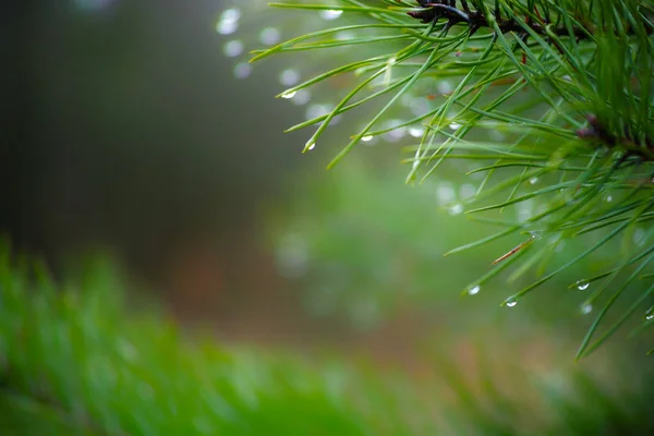 Waldgrüne Nadellandschaft Mit Leuchtenden Farbtönen Nahaufnahme — Stockfoto