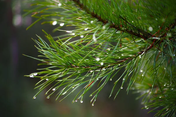 Waldgrüne Nadellandschaft Mit Leuchtenden Farbtönen Nahaufnahme — Stockfoto