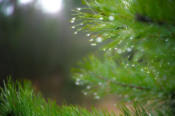 Лесной Зеленый Хвойный Пейзаж Яркими Цветами Крупным Планом — стоковое фото