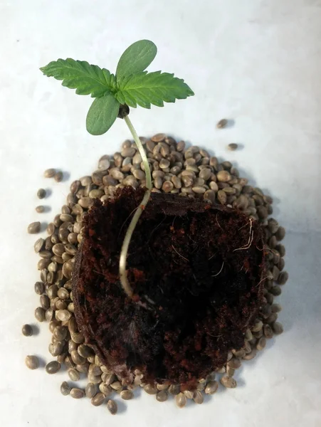 Piccola pianta di cannabis — Foto Stock