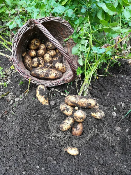 Cartofi noi agricultură — Fotografie, imagine de stoc