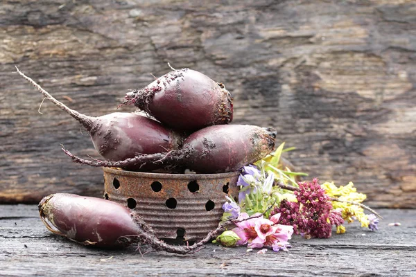 Rábano de verduras de moda — Foto de Stock