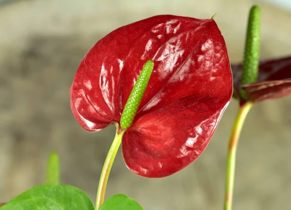 Planta Energia Flor Vermelha — Fotografia de Stock