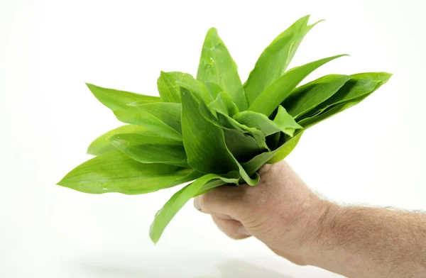 Wild Garlic Healthy Wild Vegetables — Stock Photo, Image