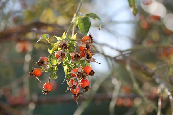 Rosehips Climbing Roses Tradition Variety — Stock Photo, Image