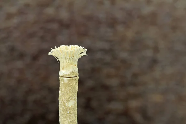 Традиційна Зубна Щітка Сходу — стокове фото