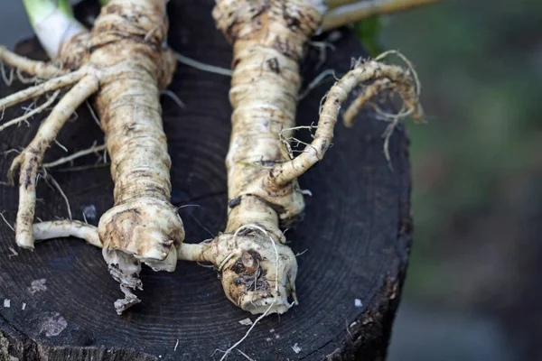Macro Uma Raiz Horseradish Suja — Fotografia de Stock