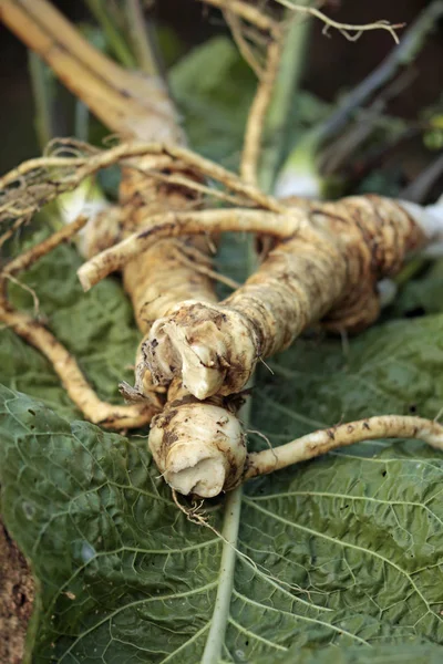 Macro Uma Raiz Horseradish Suja — Fotografia de Stock