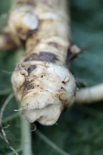 Macro Filthy Horseradish Root — Stock Photo, Image