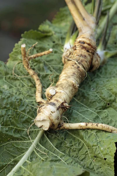 Macro Uma Raiz Horseradish Suja — Fotografia de Stock