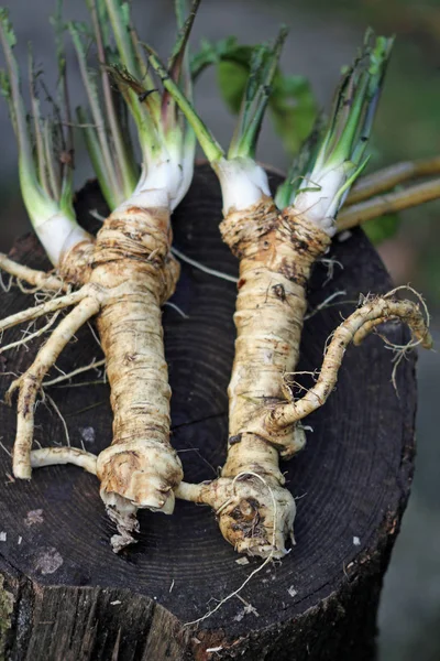 Pis Yabanturpu Kökünün Makro — Stok fotoğraf